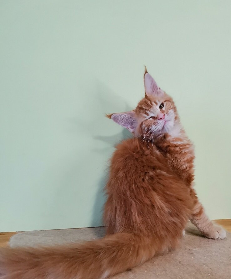 Котенок мейн-кун Freygard Asta 4 месяца