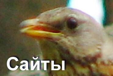 Поскольку я Птицын В.А., думаю, пернатые, сфотографированные мной, могут участвовать в оформлении страниц.