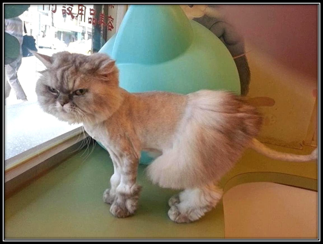 Источник: Яндекс. Картинки                         Листаем вправо 



