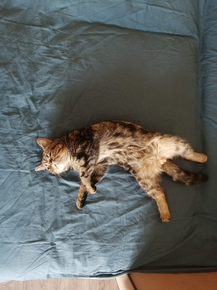 Семен греет место: фото прислала новая хозяйка, очевидно, что здесь любовь💕 