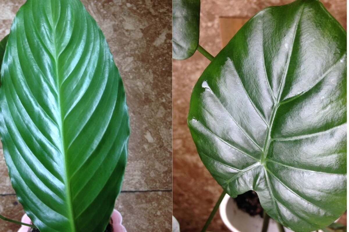 Протерла листья Спатифиллума и Алоказии-вот такие красивые и блестящие.