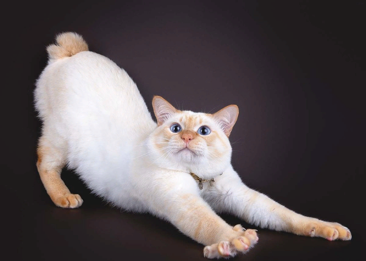 Бесхвостые кошки: фото, описание и характеристики - интересные факты и особенности