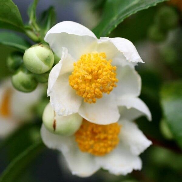 Скриншот с сайта инстаграм, автор anastasiastarkfoto