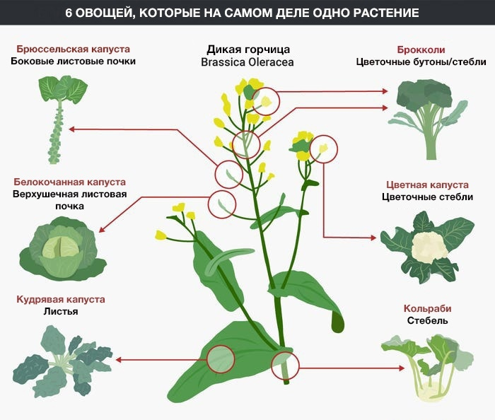 Семейная фотография с мамой Brassica Oleracea.