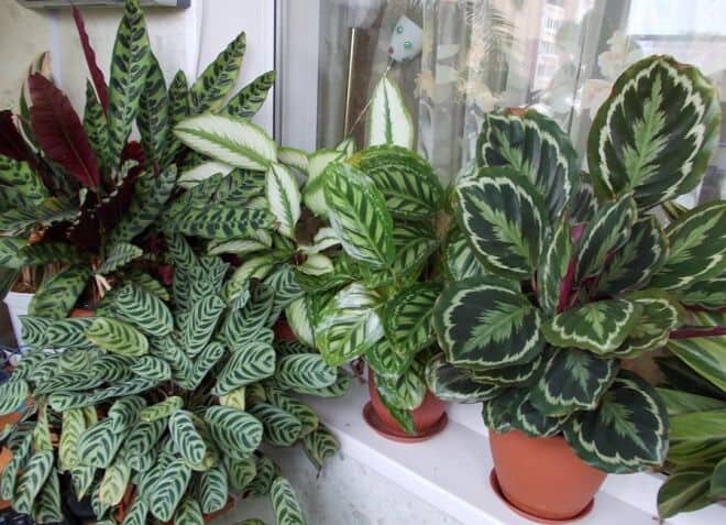 Растения зимой особенно нуждаются в подкормке. Ссылка на фото https://goo.su/8N85.