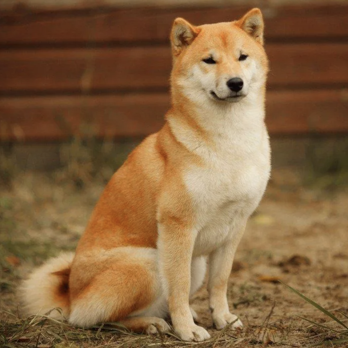 Собака японский сиба цена. Сиба ину. Сиба-ину породы собак. Порода сиба ину. Порода сиба Шиба ину.