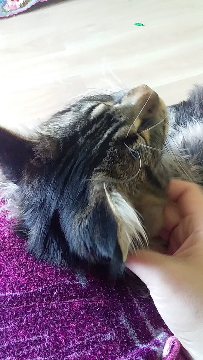 "Какой бег? Лучше меня погладь и почеши за ушком" - совет кота (личное фото)