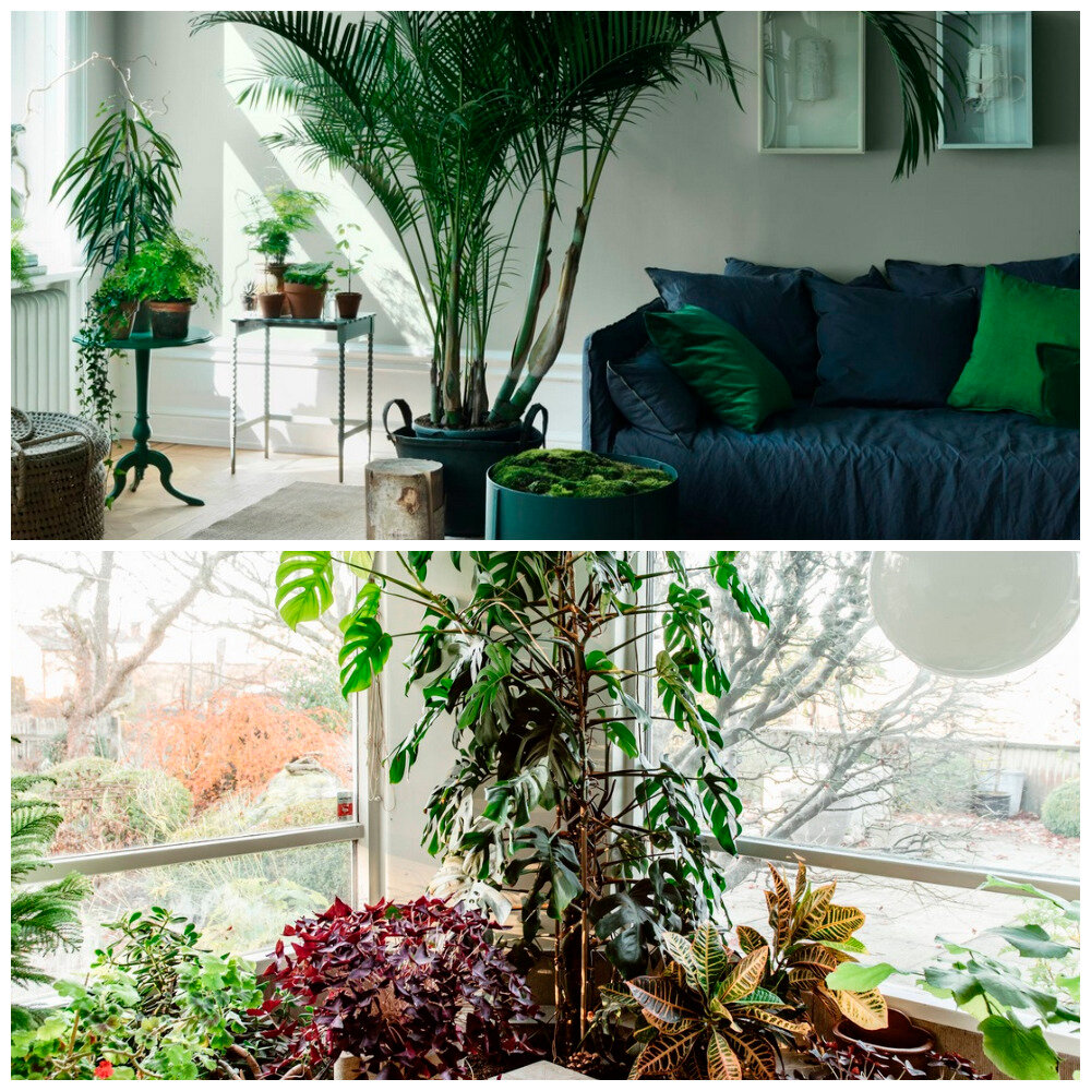 Пальмовая ветвь как экзотическое украшение для вашего дома