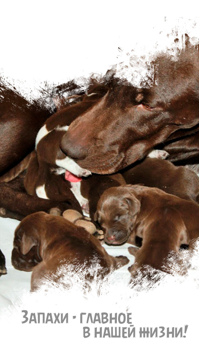 Суровые будни слепых щенков