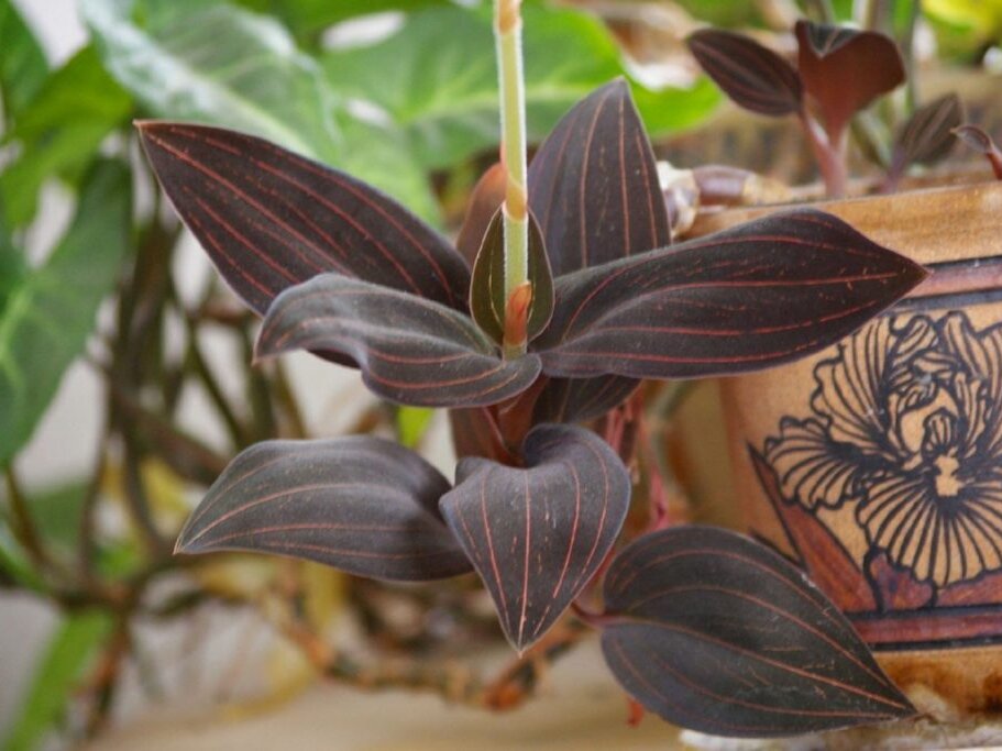Уход за роскошной листвой «Драгоценных орхидей»