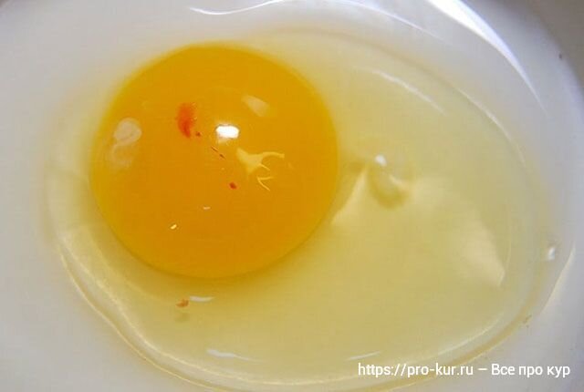 Красное пятно в сыром яйце – что это и можно ли его есть 🥚