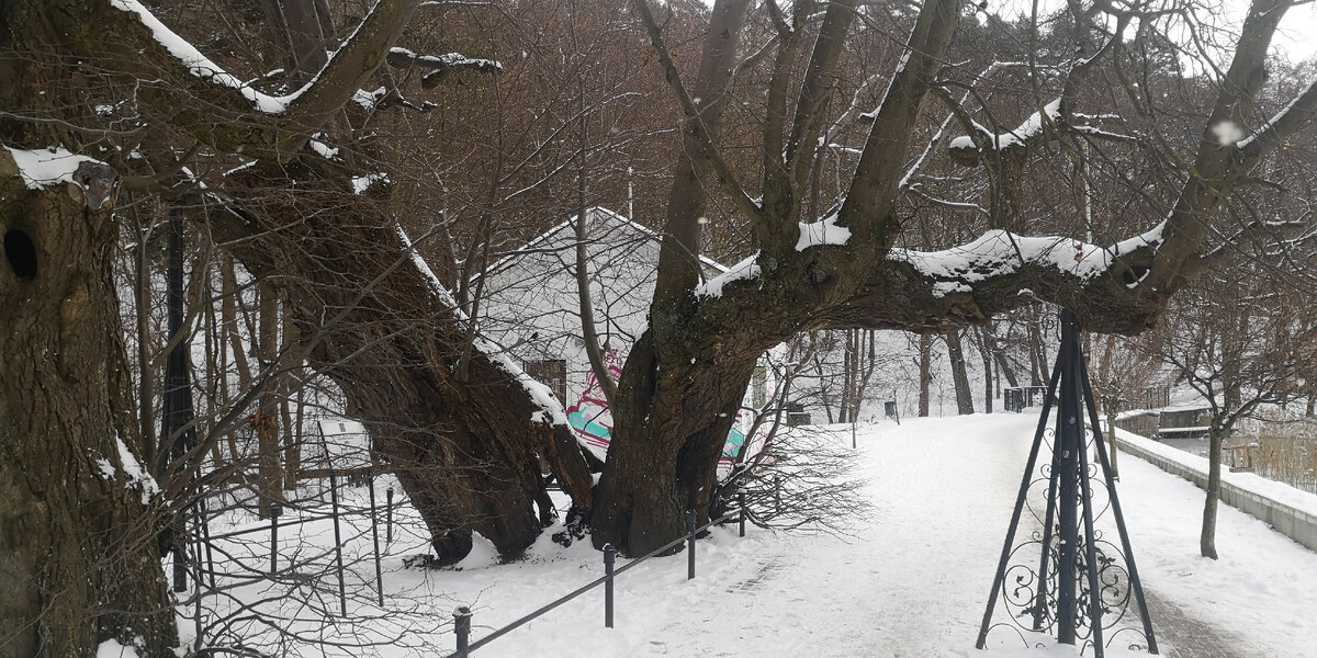 Липы. Возраст свыше 450 лет