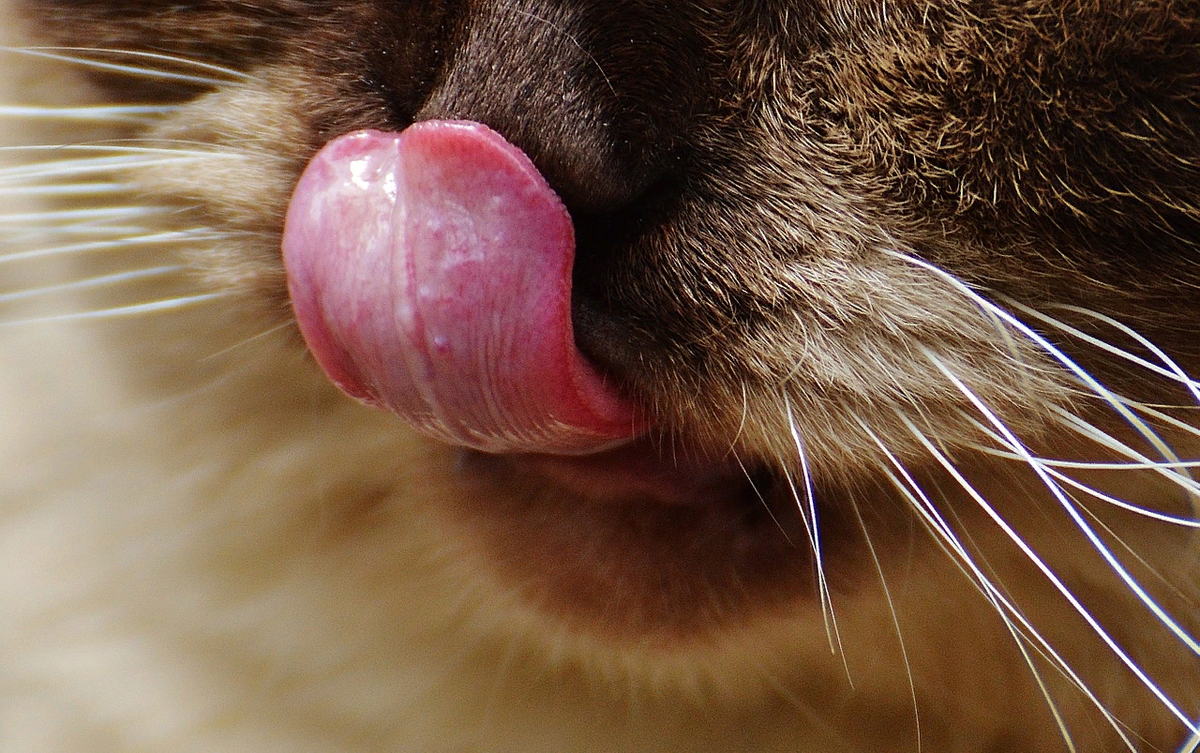 Кальцивироз (эозинофильная гранулема). Нос кошки. Кошка ест нос