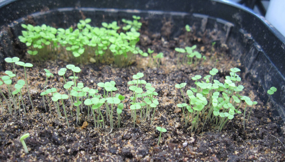 Семена сельдерея всходят только на свету