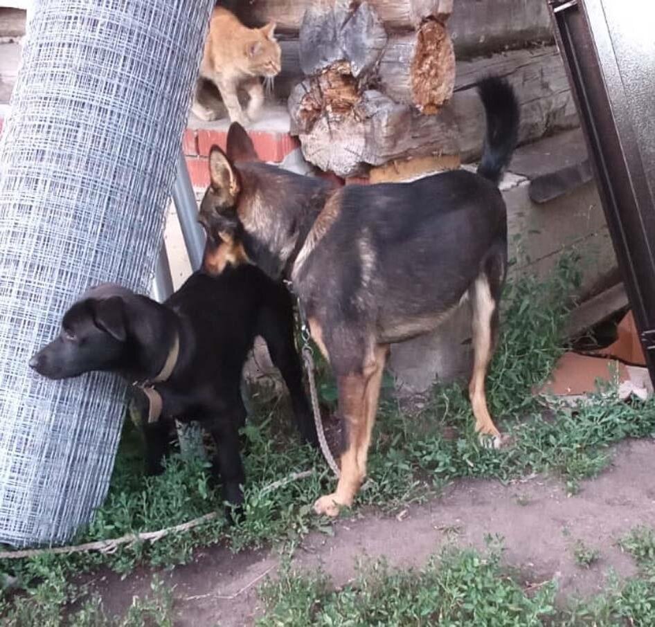 Симка с Фунтиком в «засаде» на кота