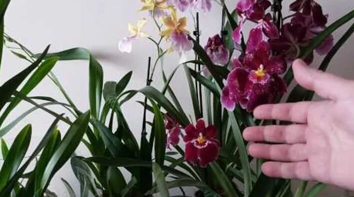 Регулярное цветение орхидей в домашних условиях