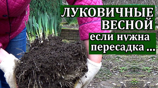 Как правильно пересадить луковичные весной, если это срочно необходимо сделать