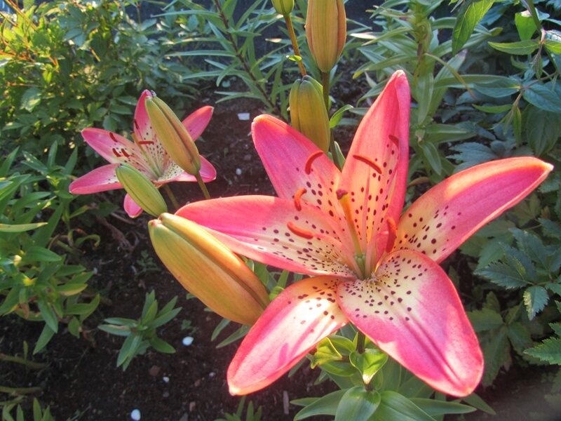 Лилия Италия начинает цветение в июле. Авторское фото 2015 г.