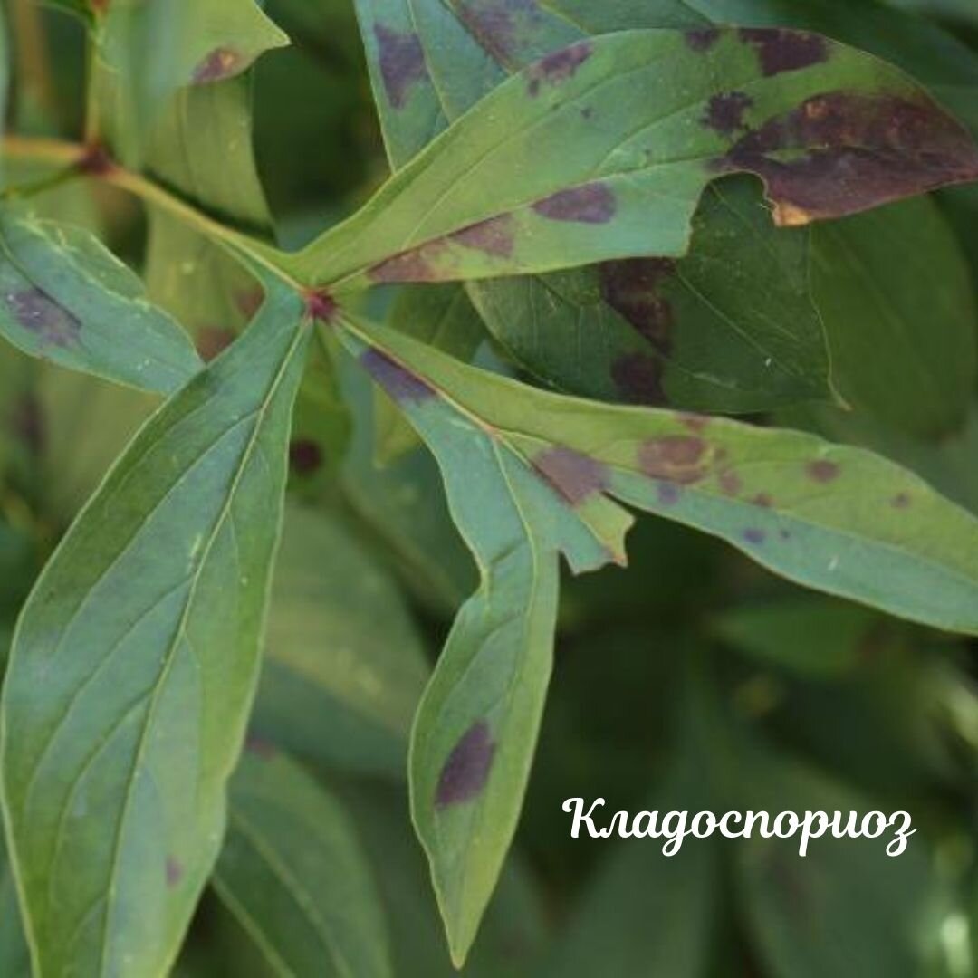 Скручивание листьев пиона