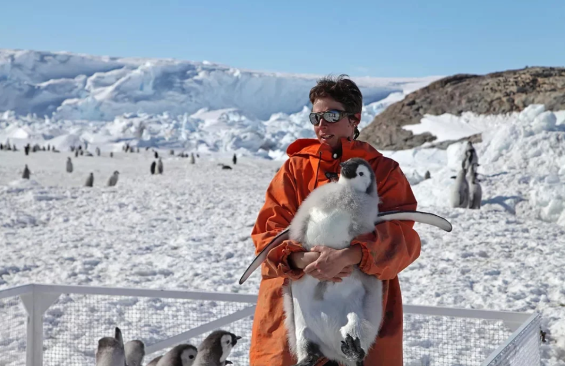 Антарктида переворачиватель пингвинов. Переворачиватель пингвинов профессия. ПОДНИМАТЕЛЬ пингвинов профессия. ПОДНИМАТЕЛЬ пингвинов в Антарктиде. Поднимать пингвинов в антарктиде вакансии