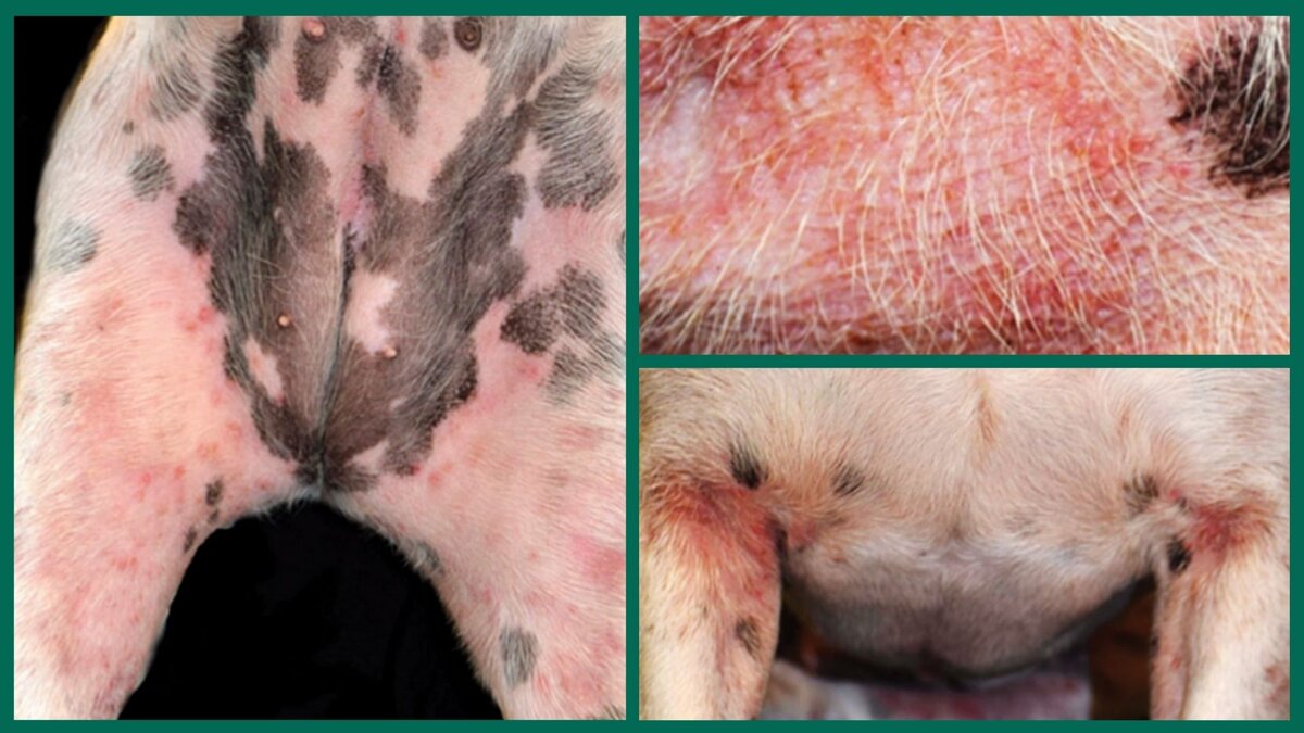 Атопический дерматит у собак: фото 