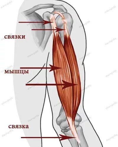 пример связочно-суставного элемента
