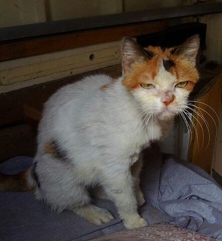 Дворовая кошка