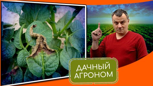 Как спасти картофель от заморозков: 7 способов от эксперта