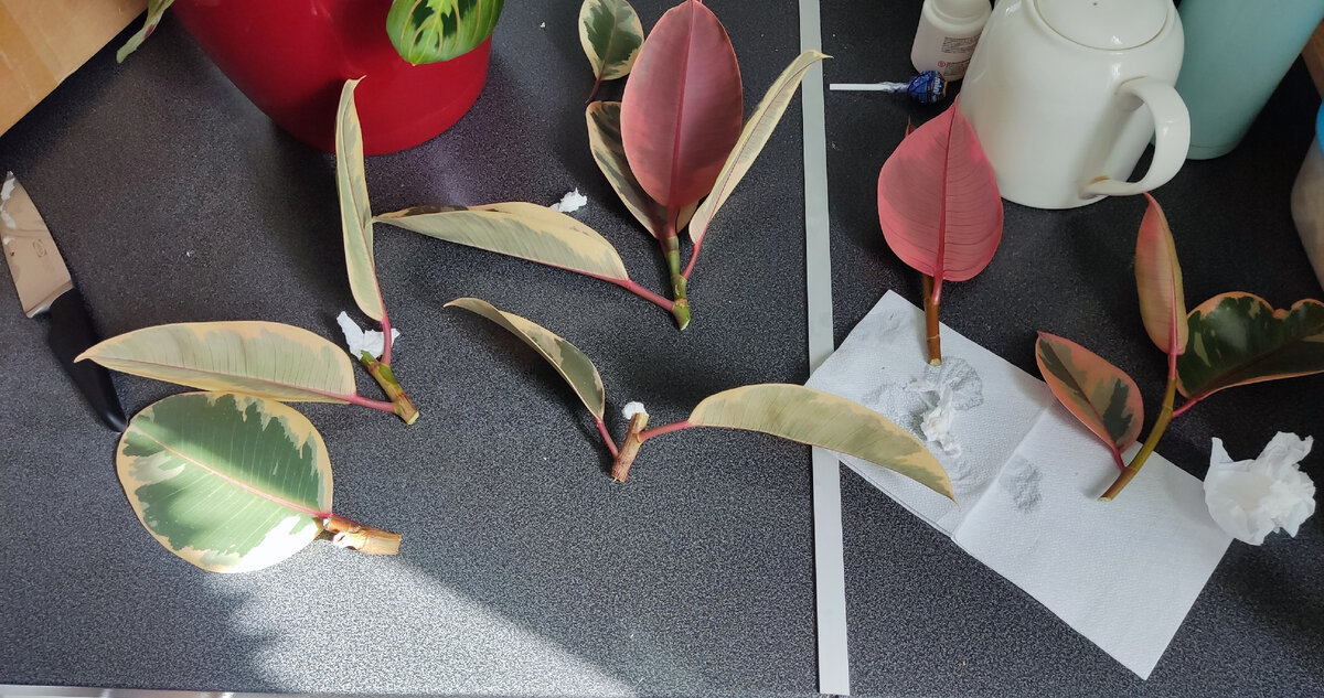 Черенки для укоренения