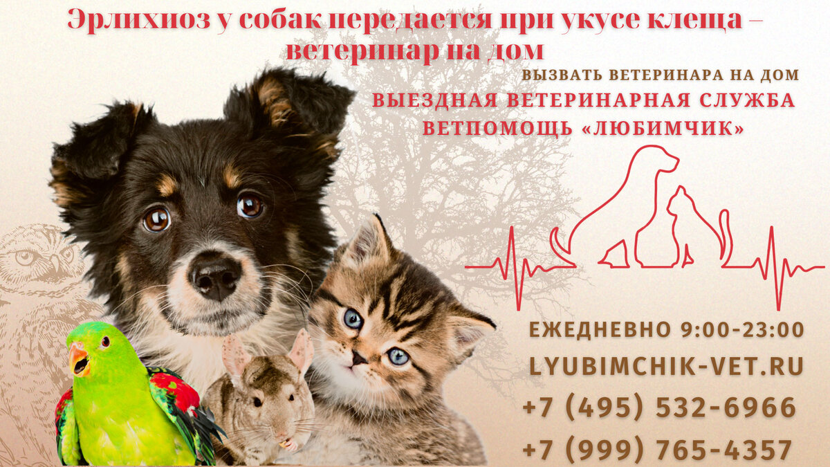 Эрлихиоз у собак лечение