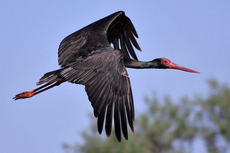 Чёрный аист