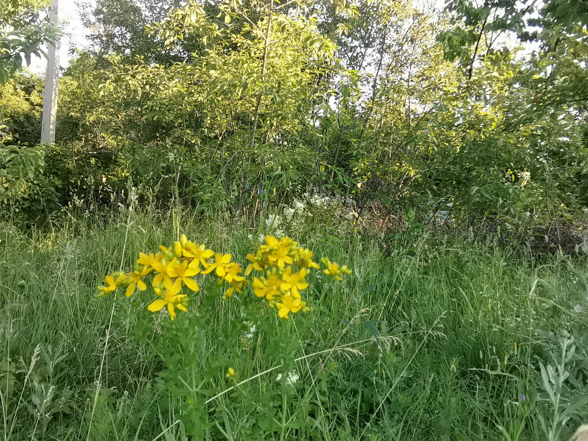 Зверобой.