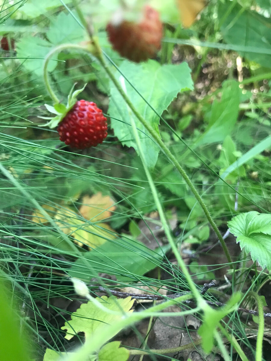 Земляничка.