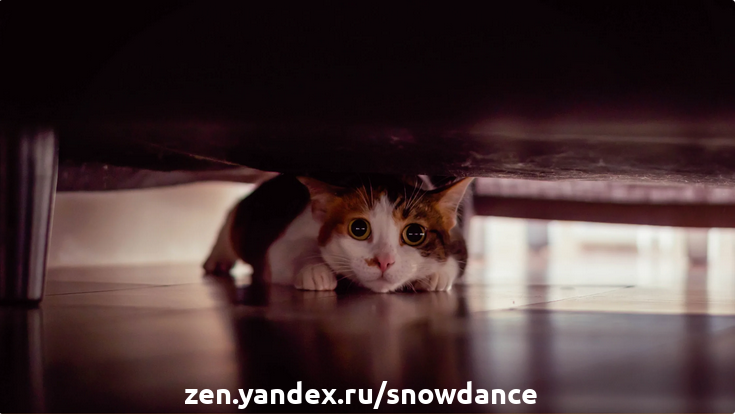 Находка, приводящая к Барсику