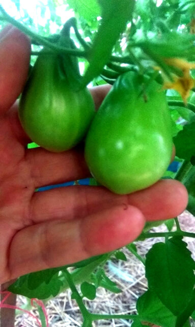 Трюфель красный