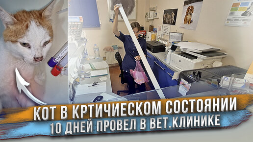 3 метровый чек за лечение кота! Вот это да!!! Сколько же стоило лечение?