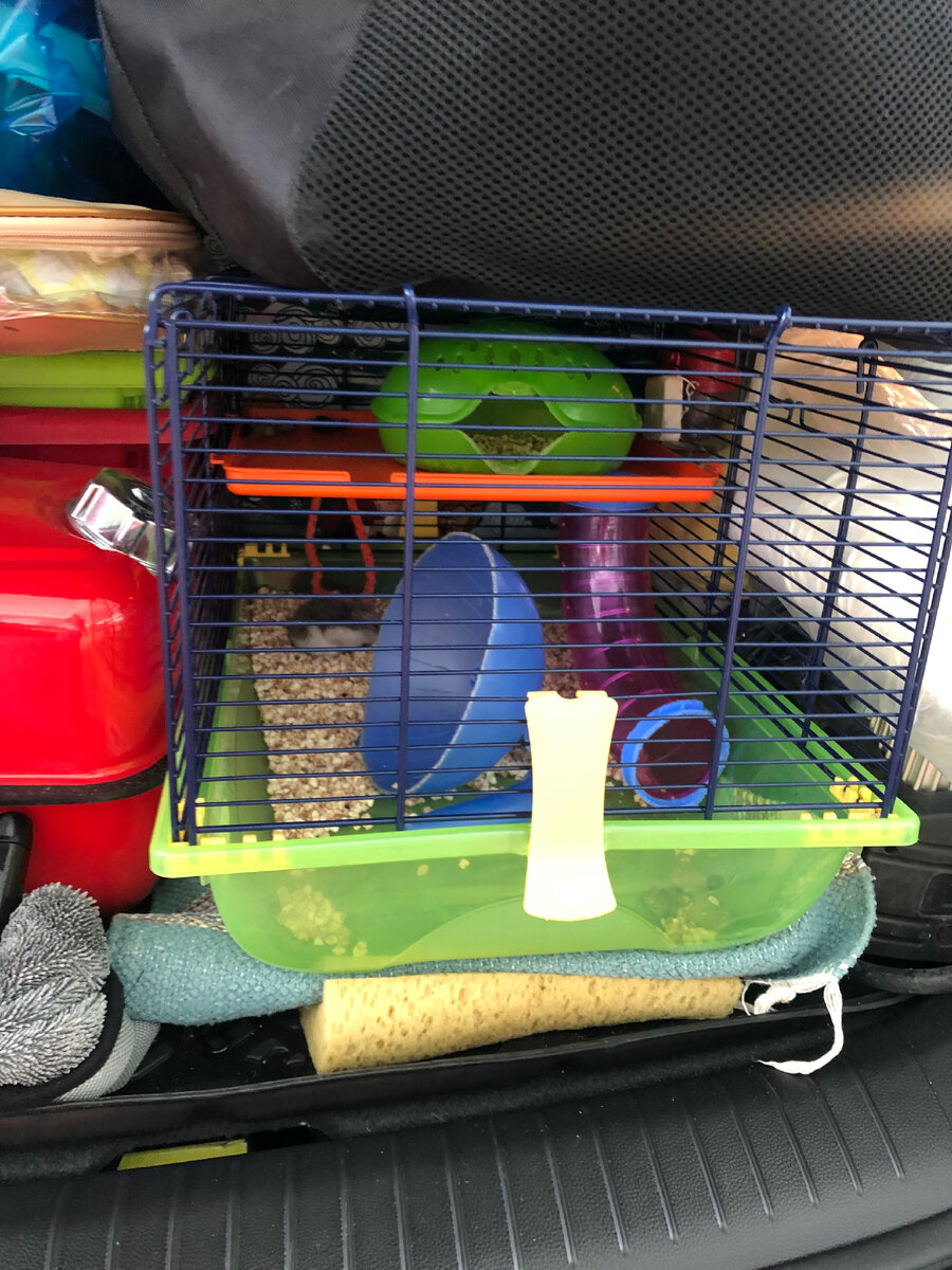 Хомякус обыкновенный в необыкновенном путешествии 