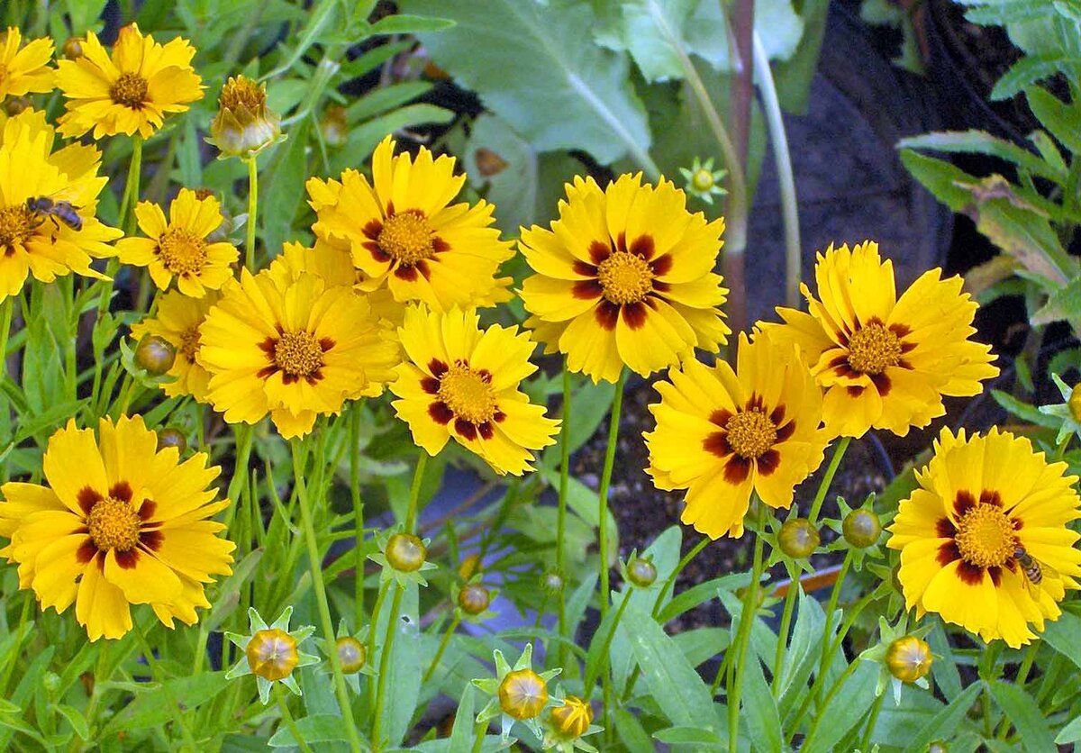 Кореопсис Coreopsis Ruby Frost