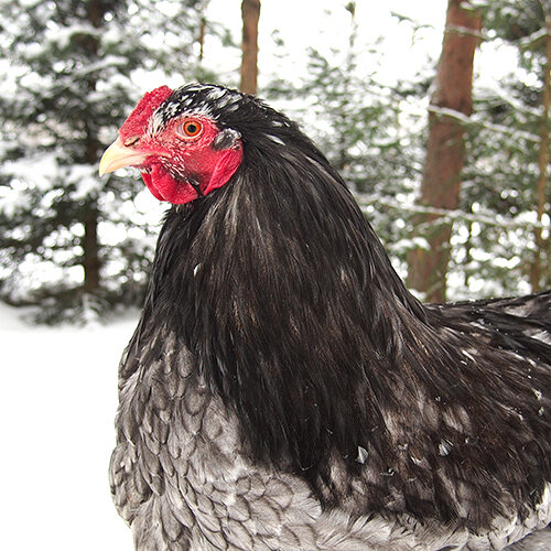 фото 2 архив автора