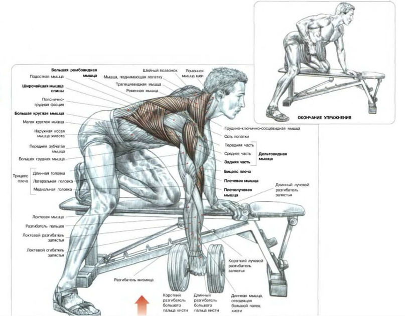 Накачать спину. Тяга гантели к поясу. Качать спину в домашних условиях. Анатомия упражнений в тренажерном зале.