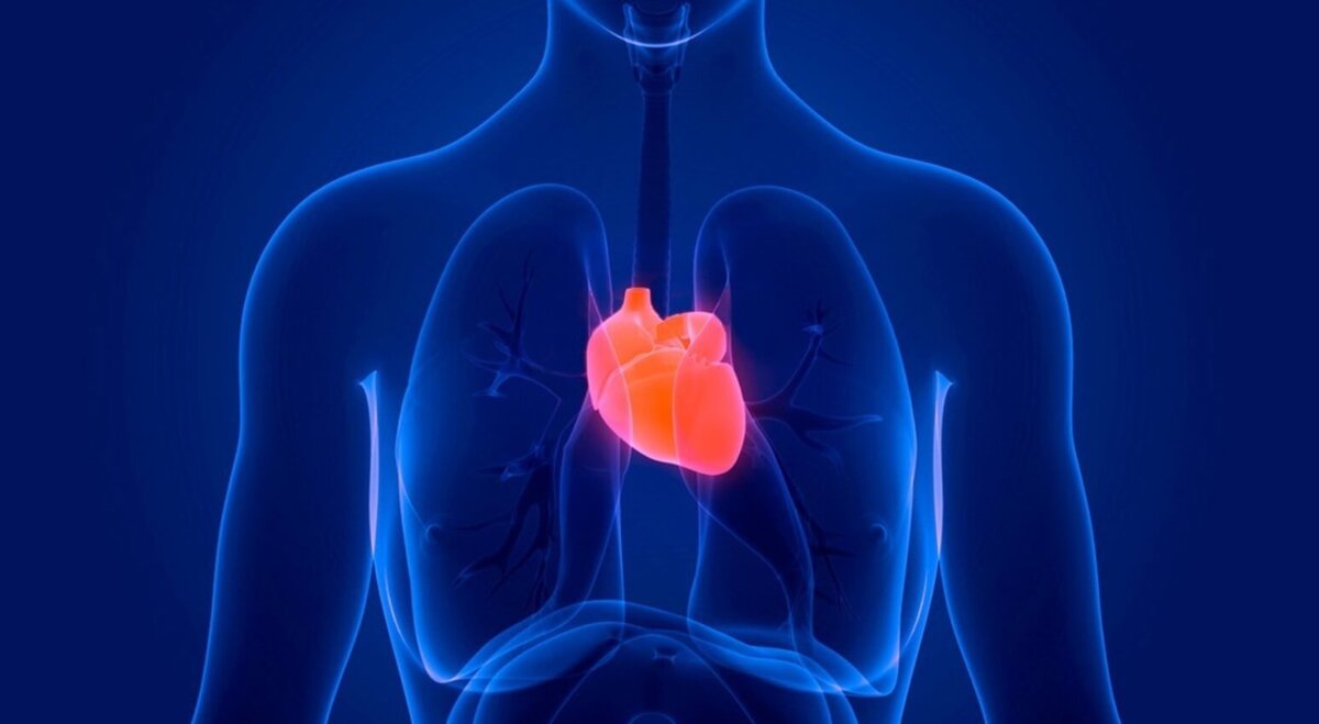    Сохранить здоровья сердца можно, но для этого нужно приложить некоторые усилия