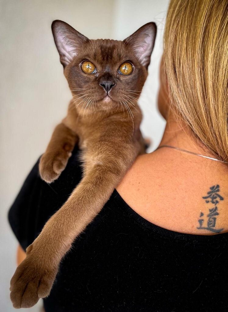 Lemur Jasper*RU - котенок порода европейская бурма из питомника Jasper Burmese (Москва) окрас соболь, возраст 4 мес. 