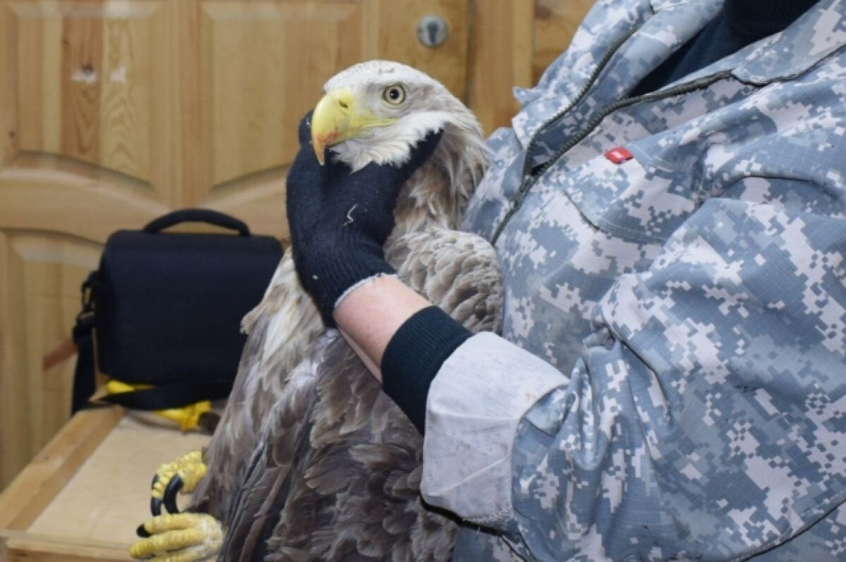    Мы в ответе за тех, кого приручили. Как пензенцы спасают диких животных