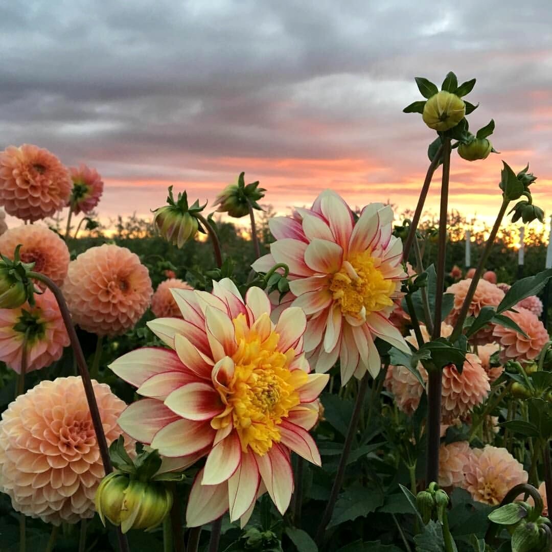 РЕКОМЕНДАЦИИ ,КАК ПРАВИЛЬНО ПОСАДИТЬ ГЕОРГИНЫ ВЕСНОЙ, ЧТОБЫ ЛЕТОМ ОНИ ПОРАДОВАЛИ ПЫШНЫМ ЦВЕТЕНИЕМ.