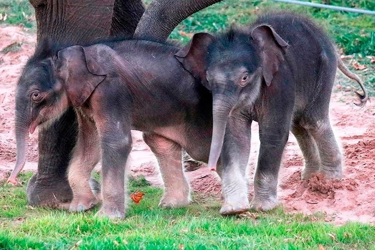  Фото: Rosamond Gifford Zoo