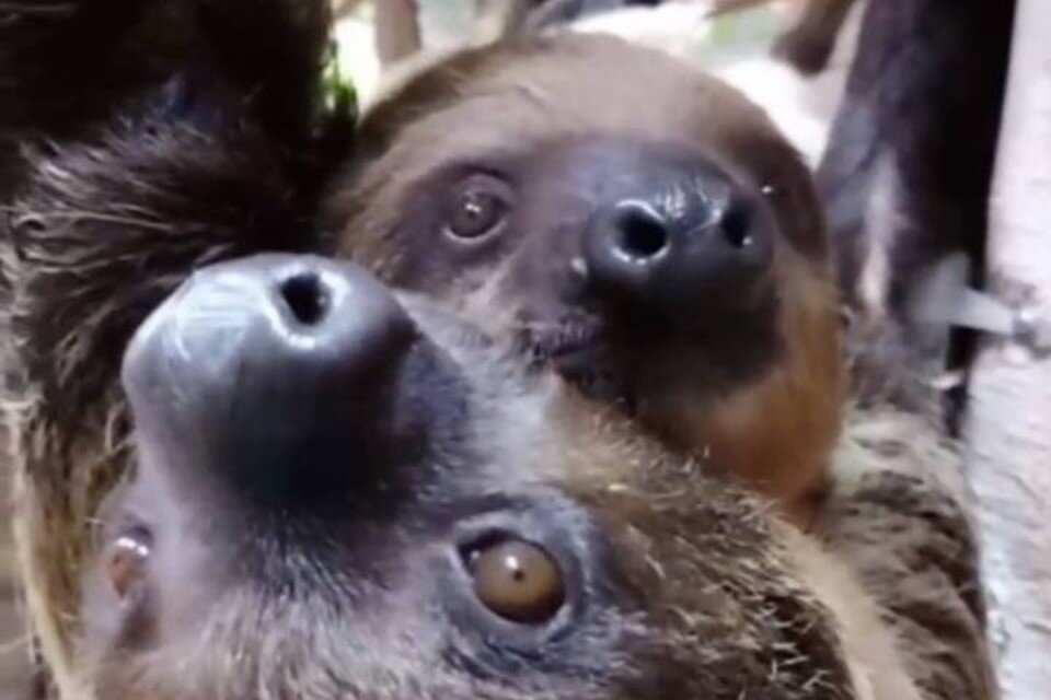     Жители Петербурга выбрали имя для маленького ленивца из зоопарка / Фото: Ленинградский зоопарк