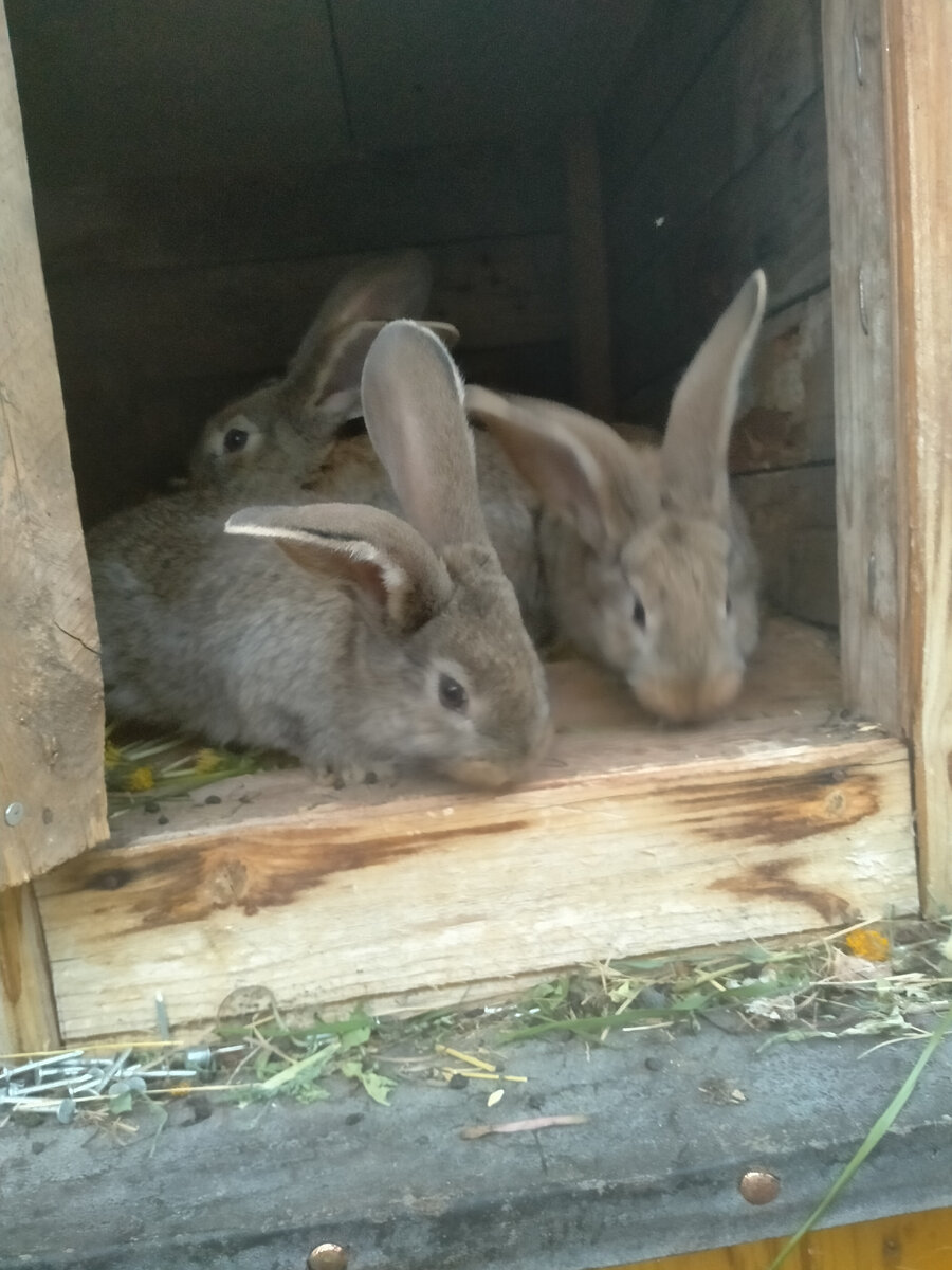 Разведение и выращивание кроликов великанов в домашних условиях