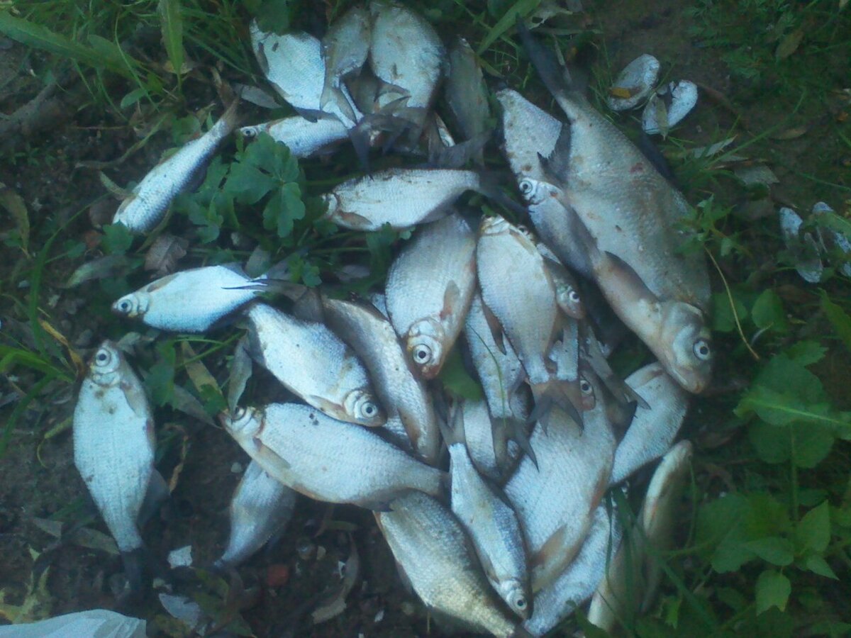 Данная рыбка поймана на реке Волхов. В Великом Новгороде.