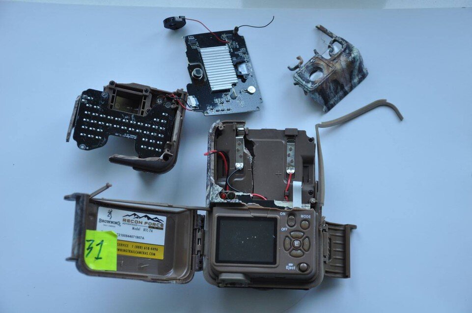     Две камеры тигр разобрал  Дальневосточный филиал центра "Амурский тигр"