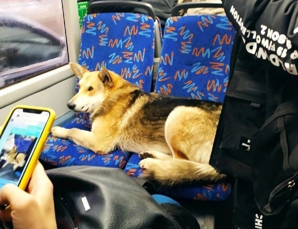     Пушистый безбилетник покорил сердца жителей Ижевска. Фото: @olesya5690